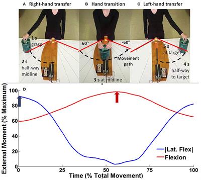 Frontiers | Trunk Muscle Activation Patterns Differ Between Those With ...